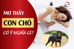 Mơ thấy chó đuổi đánh con gì? Số mấy? Giải mã giấc mơ thấy chó
