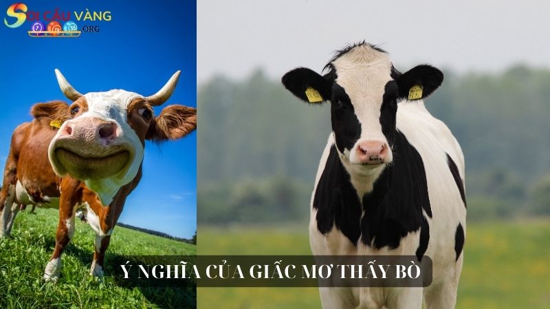 Ý nghĩa của giấc mơ thấy bò