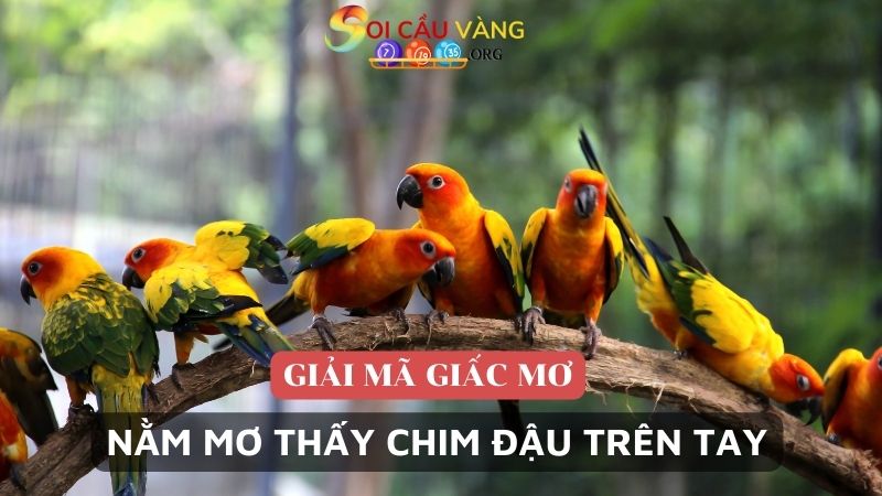 Nằm mơ thấy chim đậu trên tay